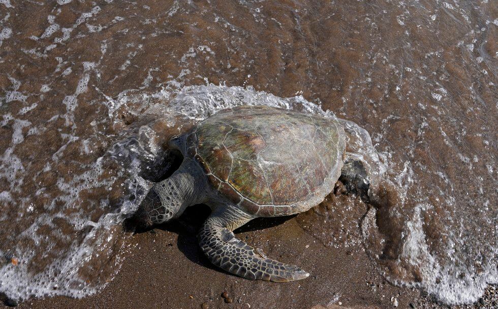 One-fifth of reptiles worldwide face risk of extinction