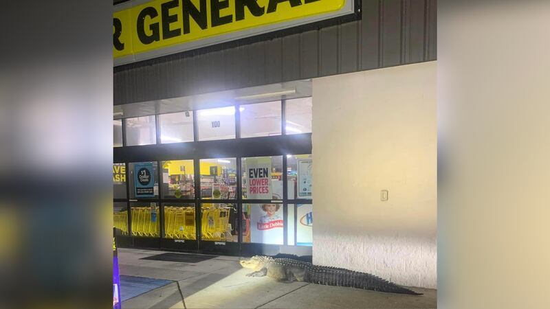 Deputy Tony Palmisano captured a photo of the animal, saying it looked like it was “patiently...